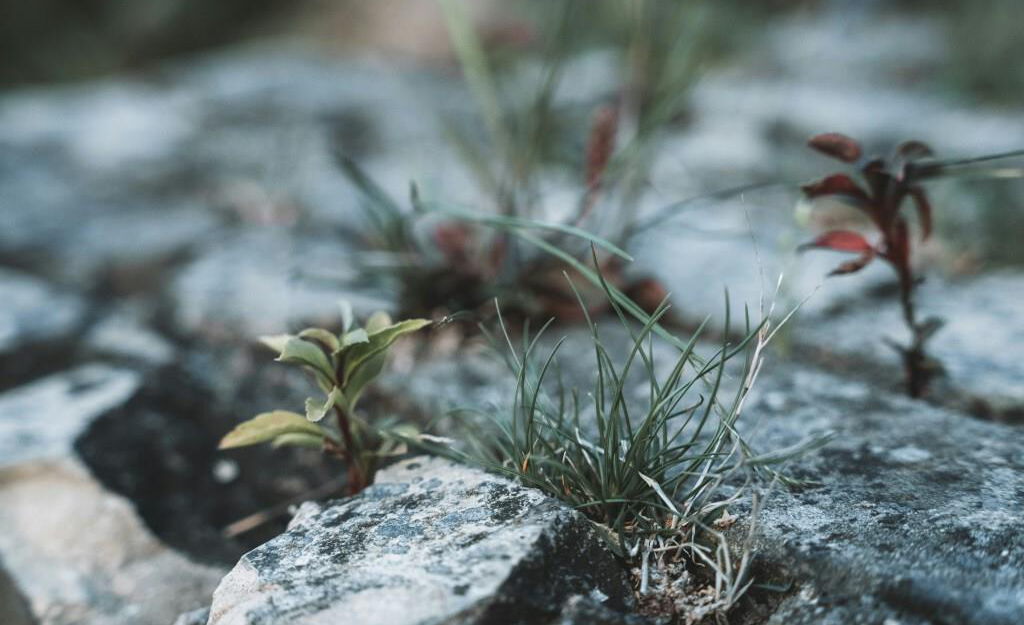 Robuste Pflänzchen wachsen zwischen Steinen. Foto von Fabian Kleiser @unsplash